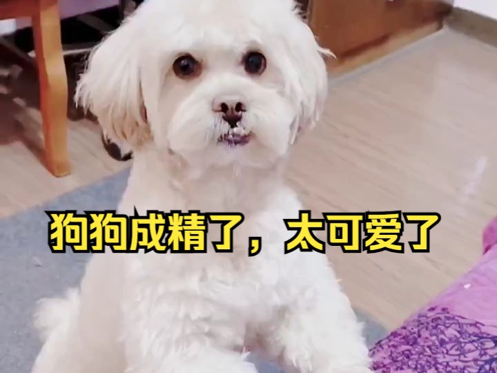 狗狗成精了,太可爱了!