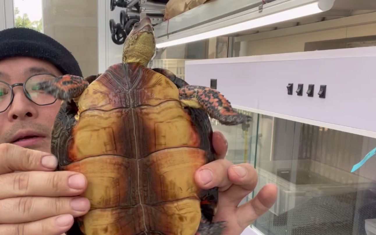 【龟宠记】#35是不是高背我不晓得,洪都拉斯木纹龟四年饲养经验分享