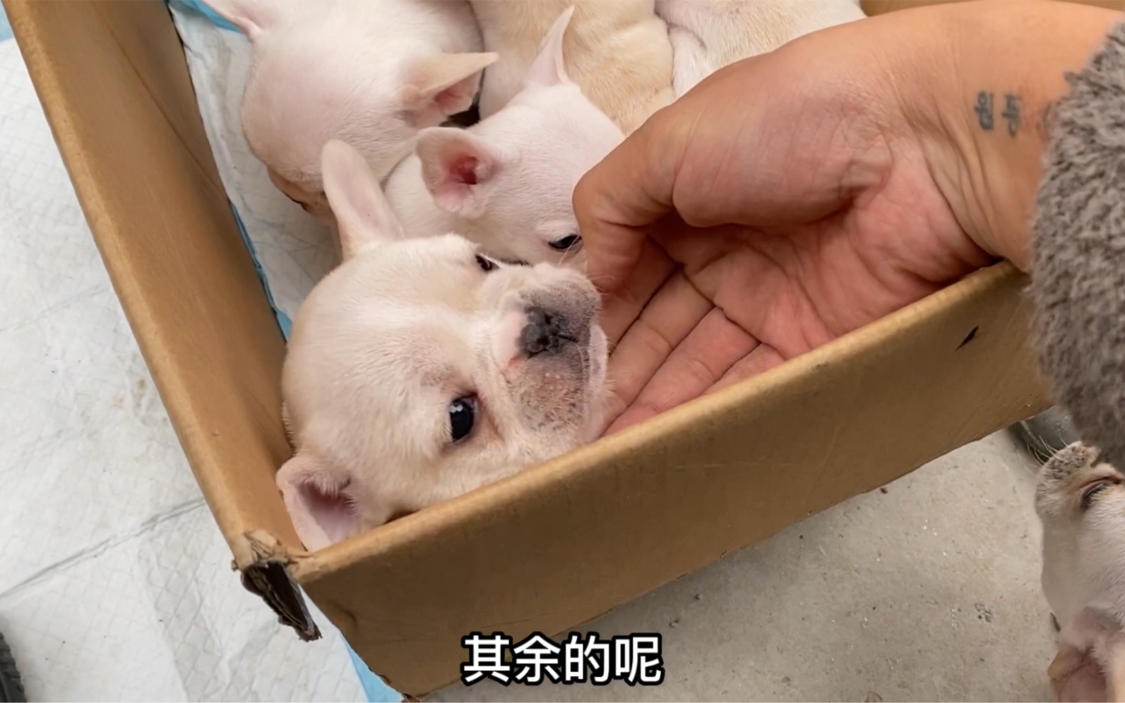 法国斗牛犬真心漂亮价格还不贵哔哩哔哩bilibili