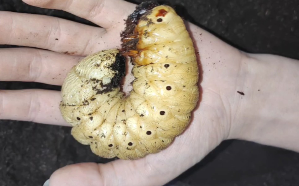 这是我们南方的虫