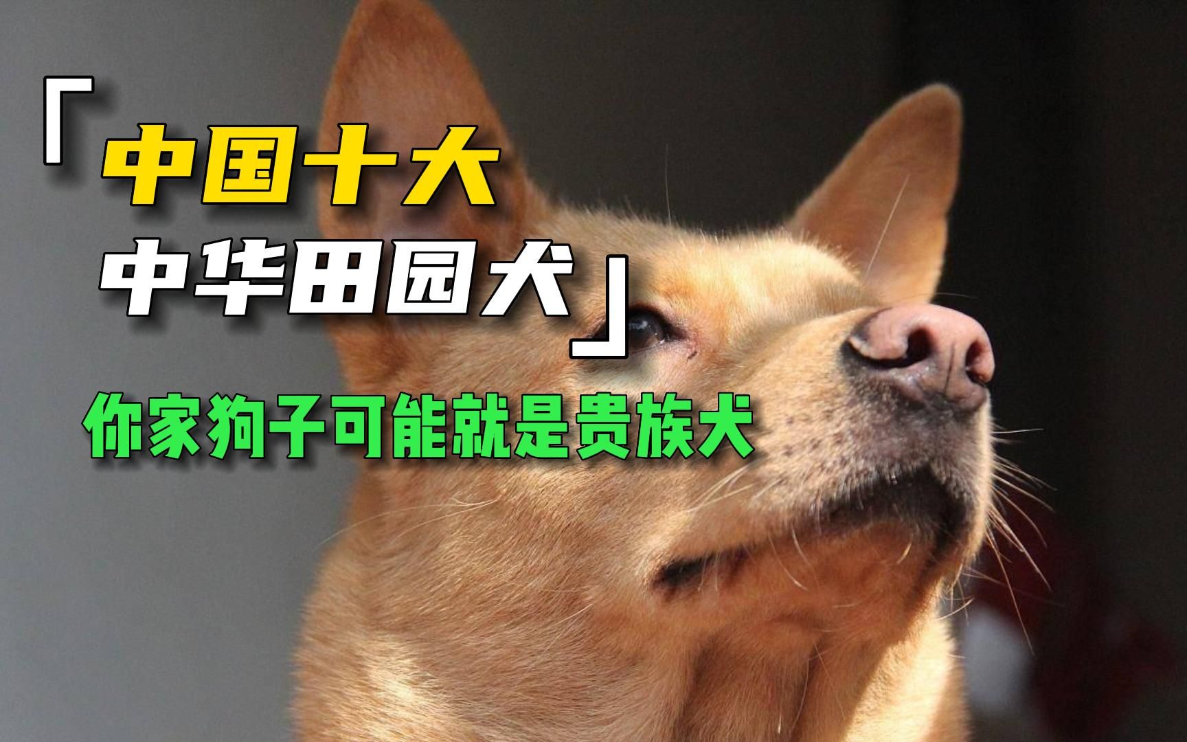 看不起中华田园犬?盘点10大田园犬,你家的狗来历可能并不简单!哔哩哔哩bilibili