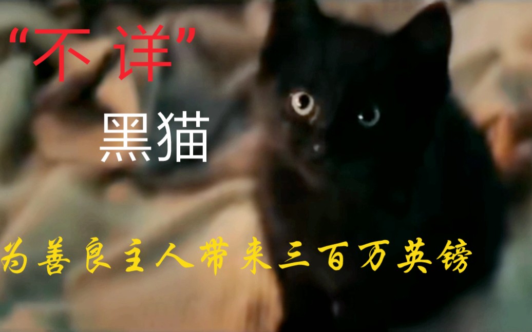 善良老爷爷心一软,领养了最后一只象征"不详"的可怜黑猫,却为他带来