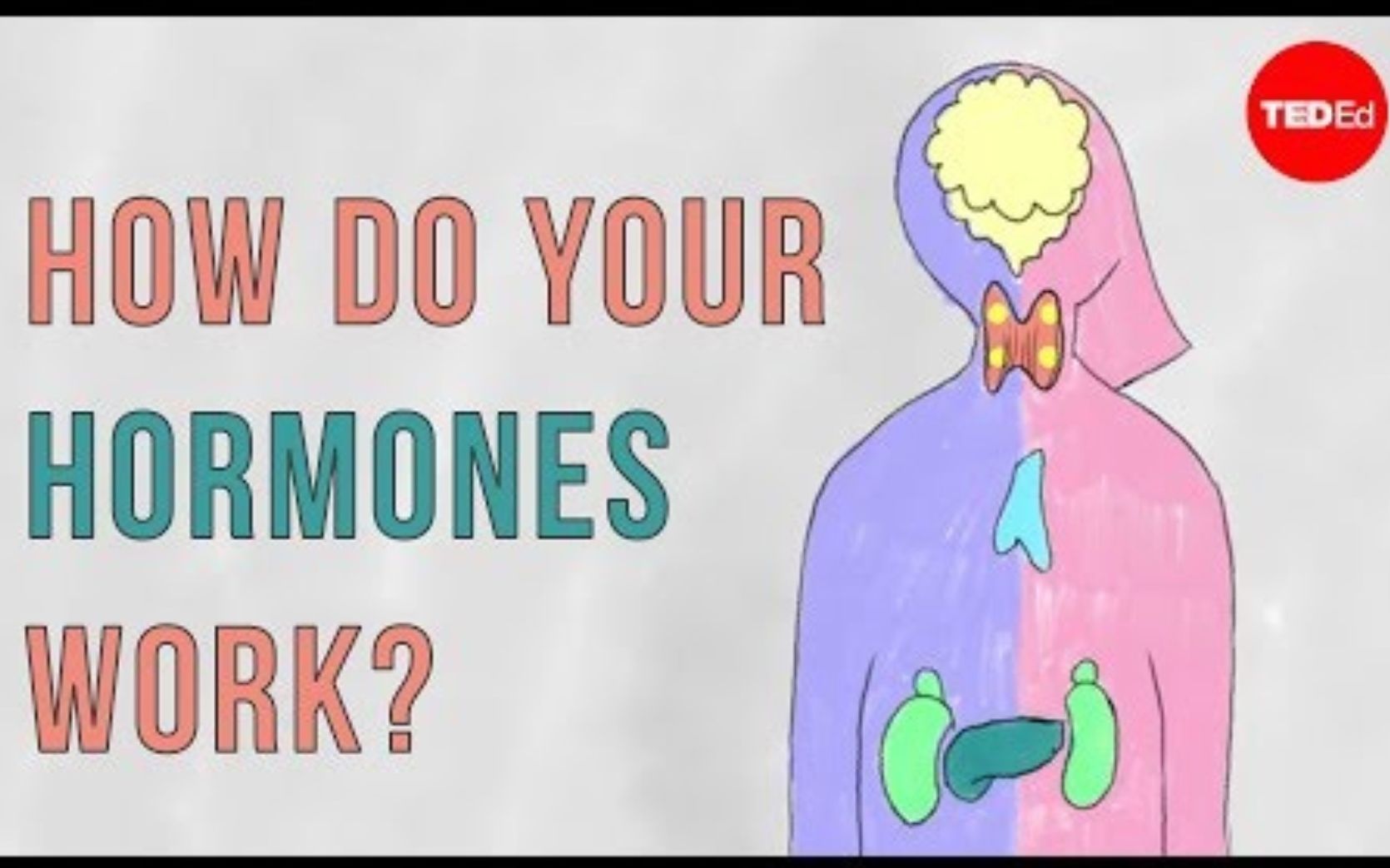 [图]【Ted-ED】激素的运作原理 How Do Your Hormones Work