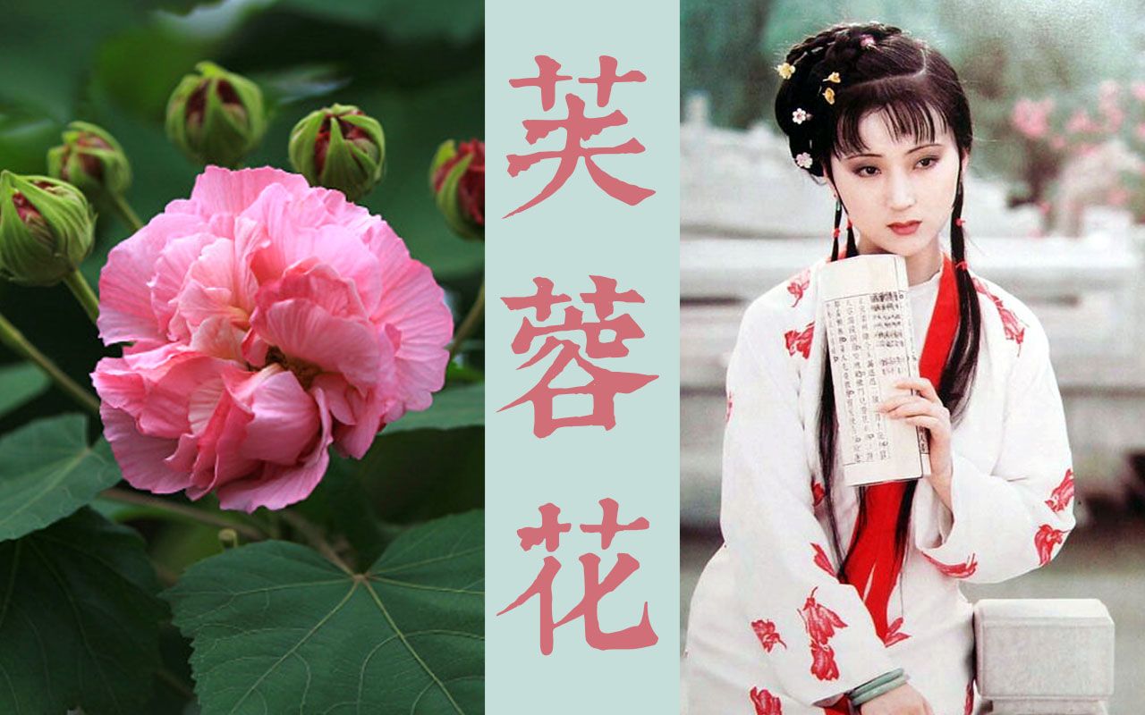 [图]【中国草木之美】黛玉的芙蓉是什么花？|红楼梦植物