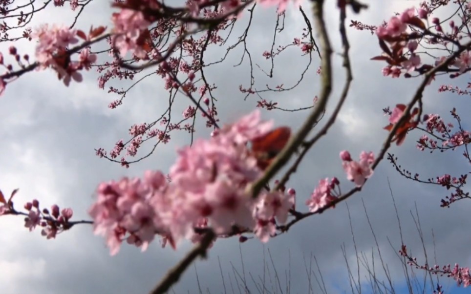 [图]桃花诺-留一片桃花纪念 了却浮生缘