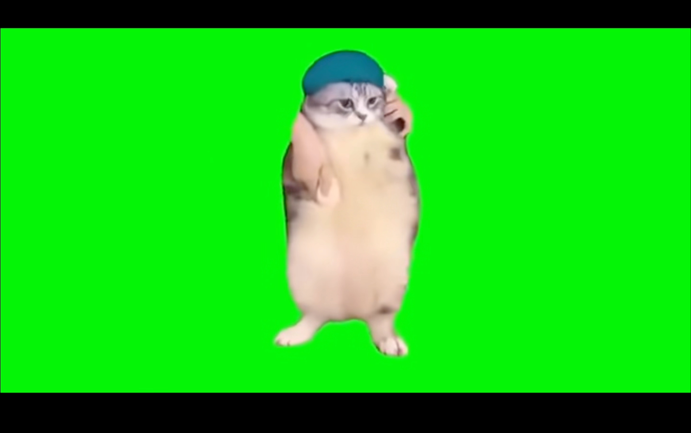 猫meme素材2.0哔哩哔哩bilibili