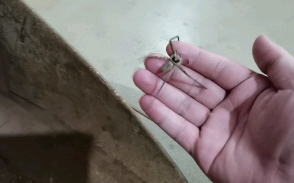 我也尝试上手一下白额高脚蛛