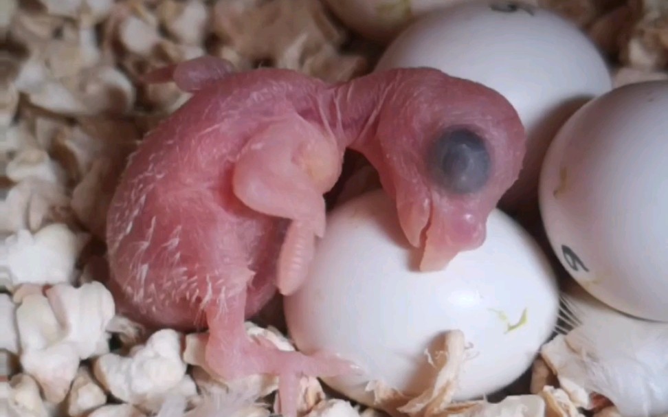 鹦鹉蛋出壳前状态图片