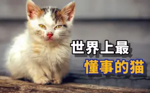 Download Video: 世界上最懂事的猫