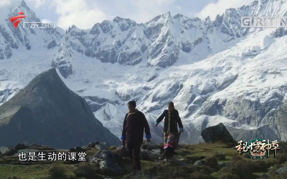 [图]秘境神草第五集 雪线珍奇 雪灵芝/三七/黄芩/地骨皮/珠芽箩