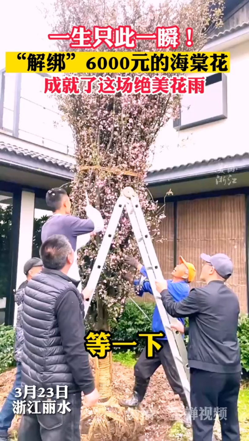 [图]一生只此一瞬！“解绑”海棠花后，成就一场绝美的花瓣雨。