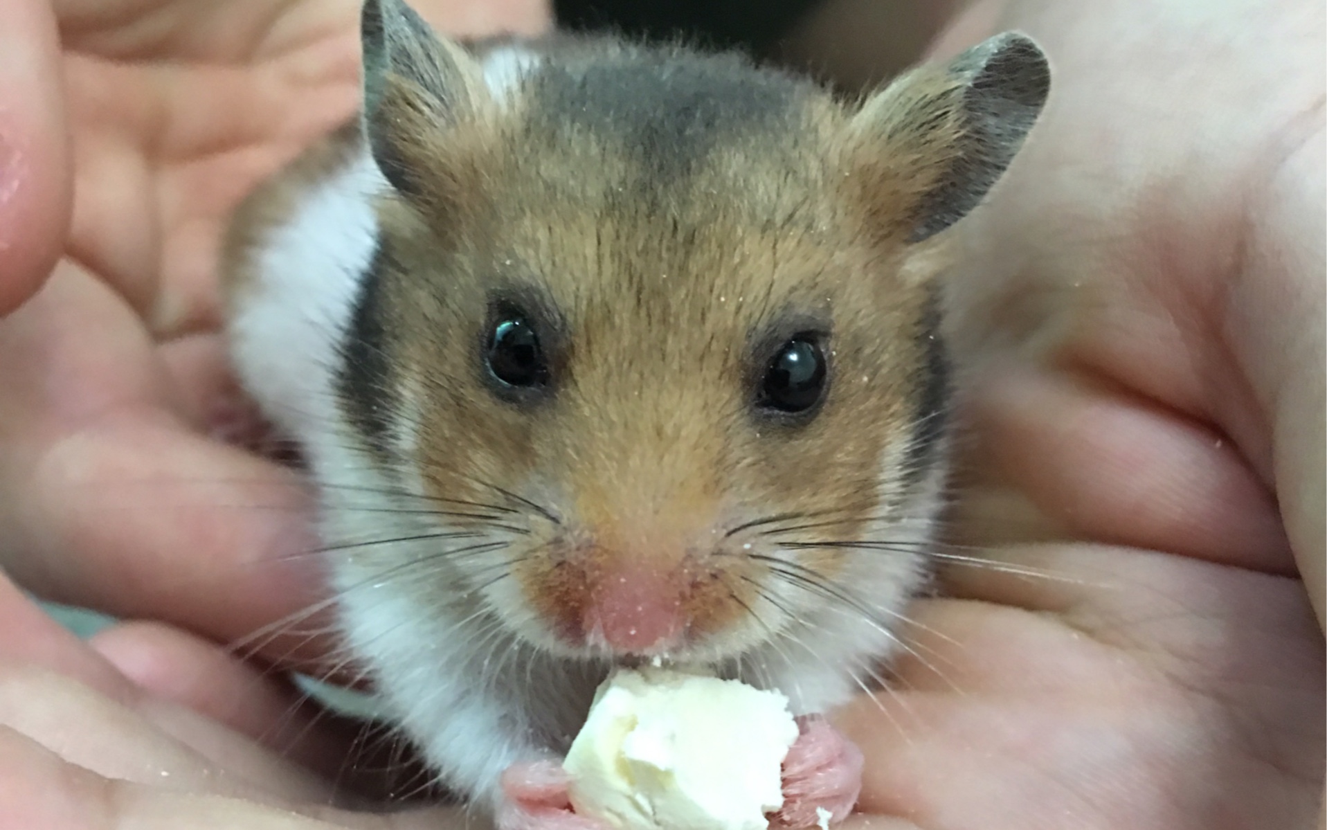 金丝熊吃冻干豆腐