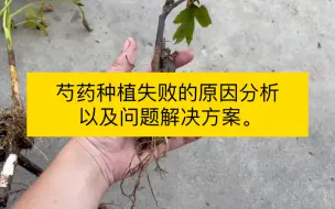 Download Video: 芍药种植失败的原因分析以及问题解决方案。