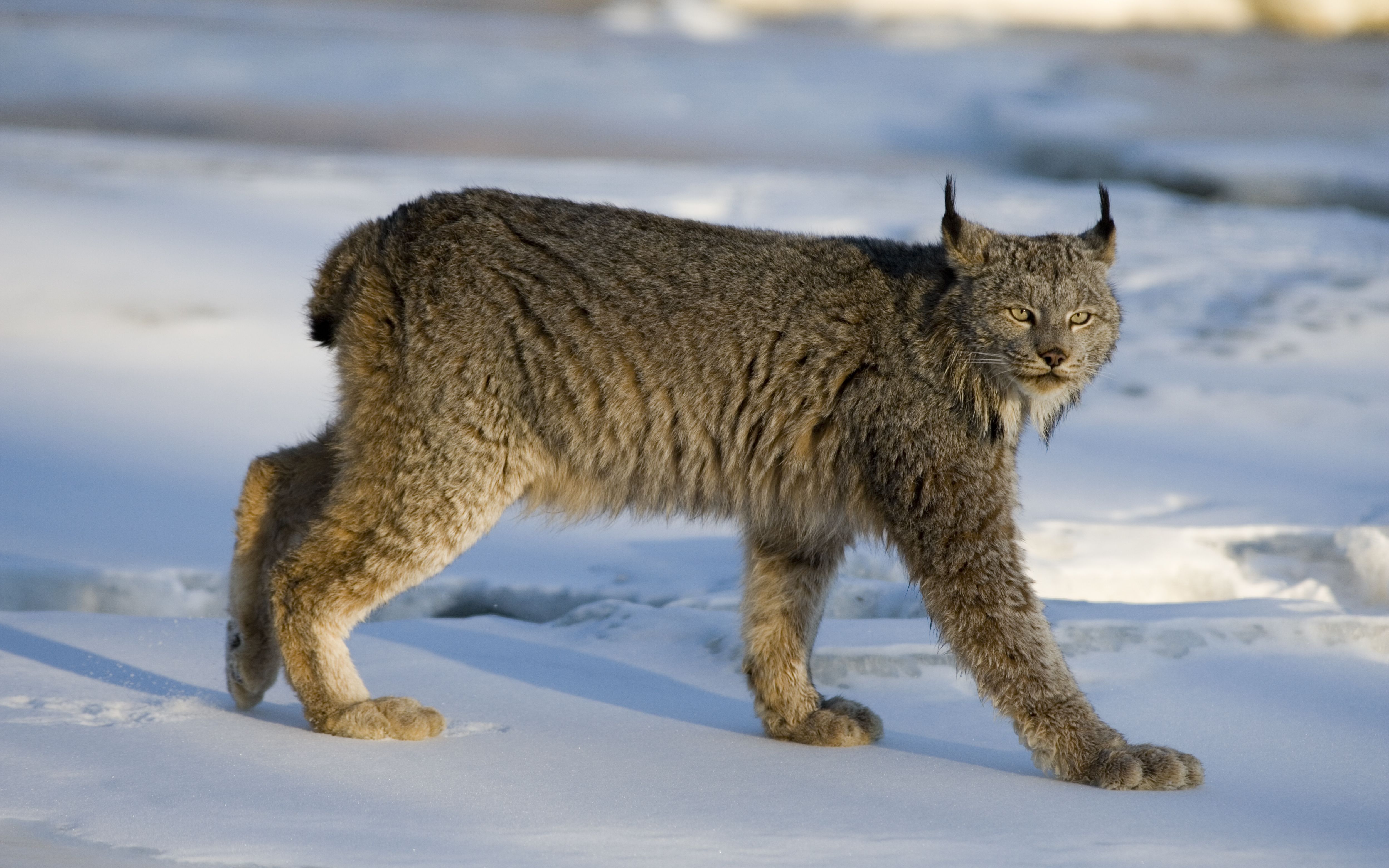 猞猁加拿大猞猁学名lynxcanadensis共有3个亚种在猞猁属中体形较小体