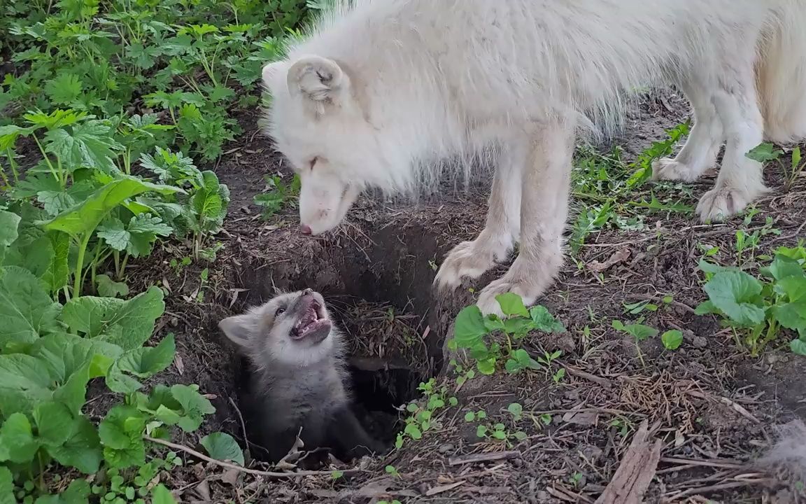 【狐狸】小狐狸崽崽在狐狸窝里玩躲猫猫