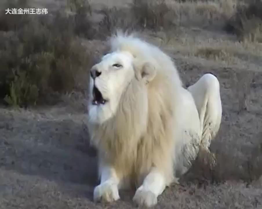 南非帕姆巴保护区一头洁白无瑕珍贵的白狮王在咆哮