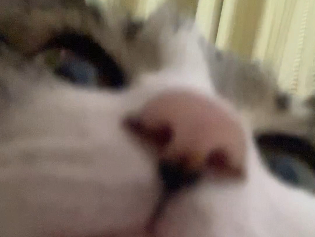 震惊!猫咪贴脸,看完笑出猪叫