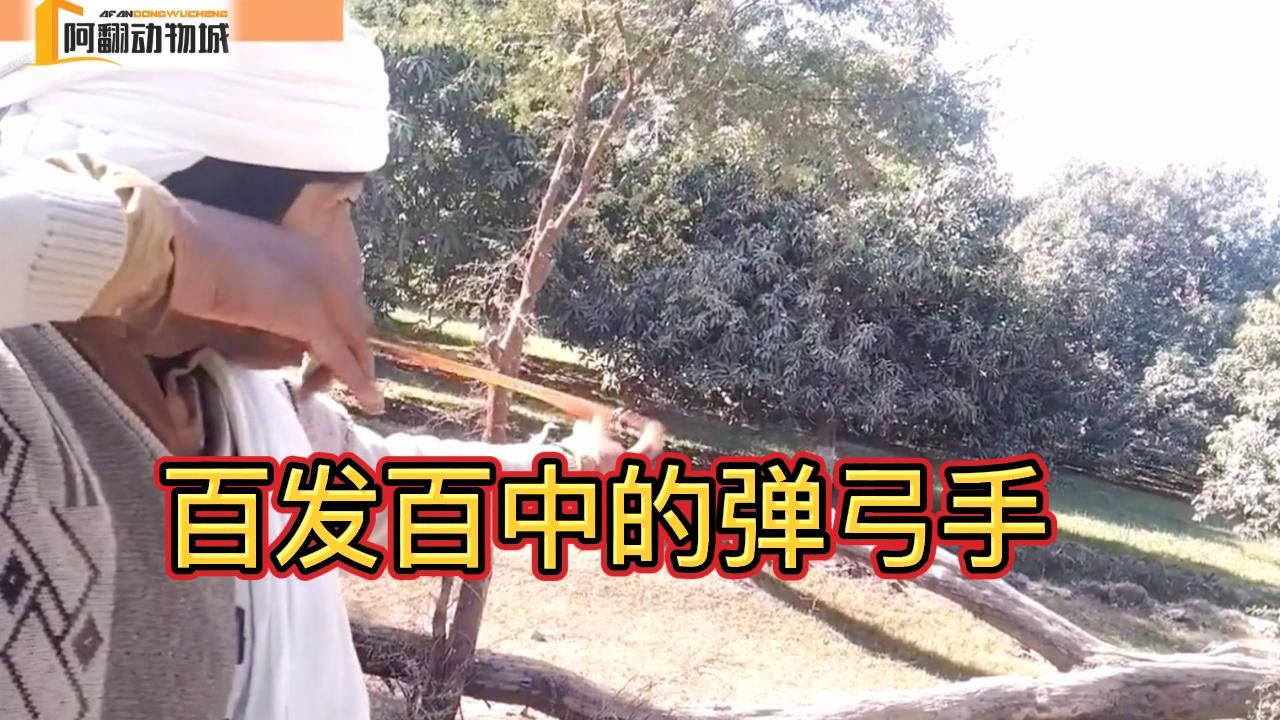 [图]打的一手好弹弓，弹无虚发