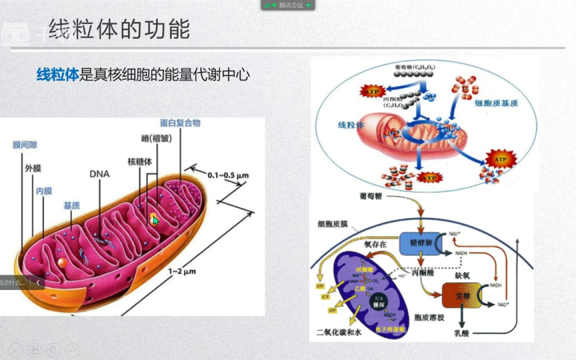 经食管超声心动图的临床应用医学会员免费学哔哩哔哩bilibili