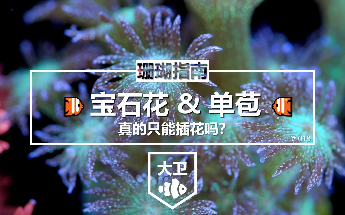 [4K珊瑚指南]宝石花怎么养?真的只能插花吗?[YouTube配音熟肉]哔哩哔哩bilibili