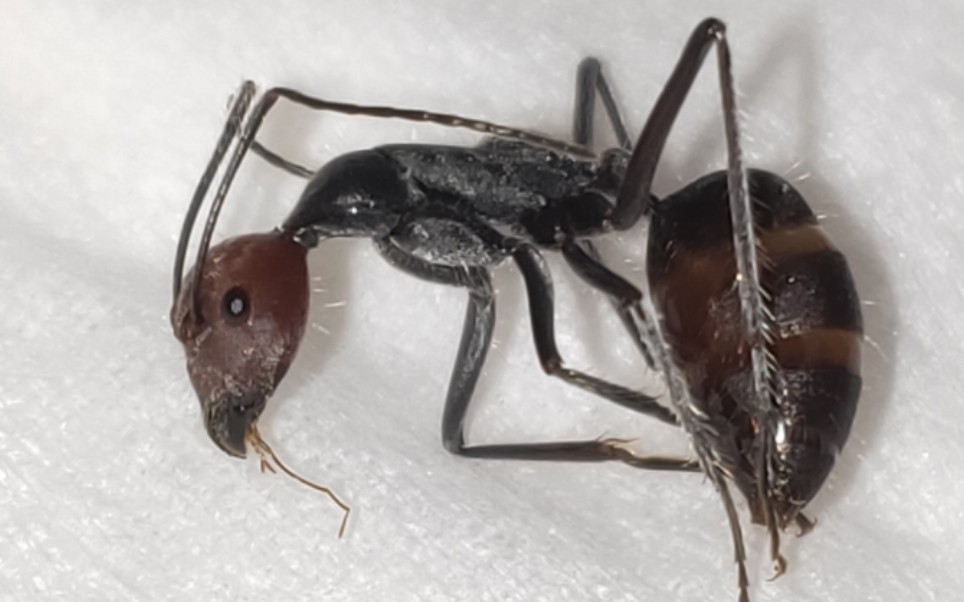 费氏弓背蚁狂炫面包虫