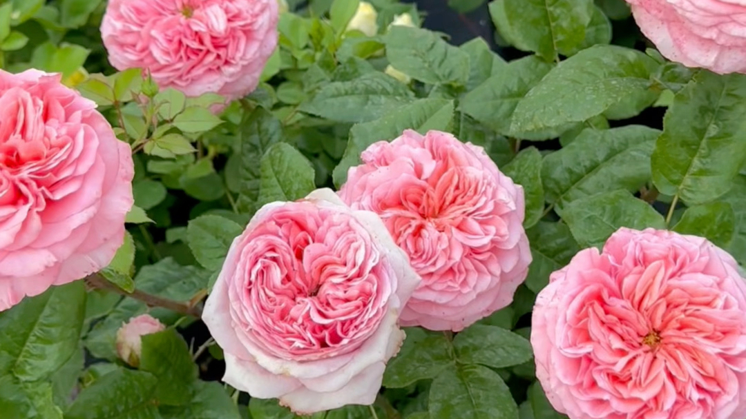 "伦敦眼"花色亮眼,花瓣反卷优雅,自带纽扣心的切花月季