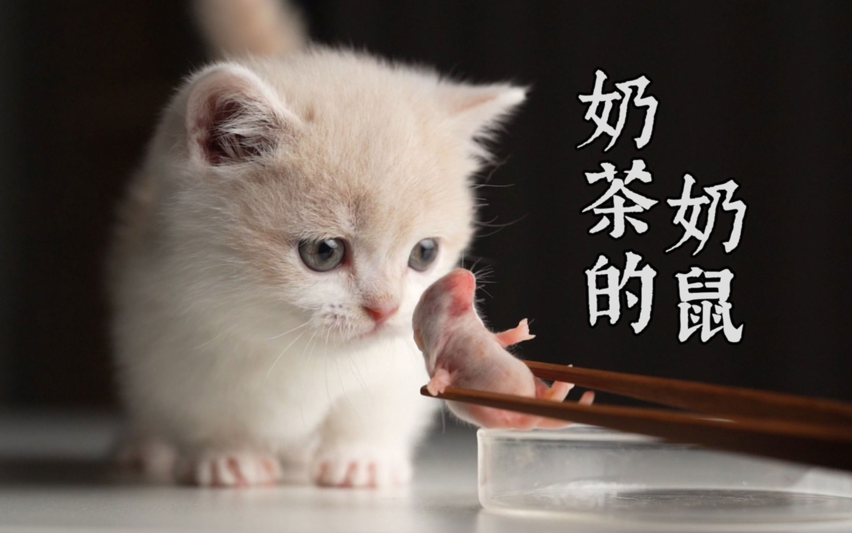 [图]当小奶猫遇到同龄小奶鼠～内有剪奶鼠镜头！