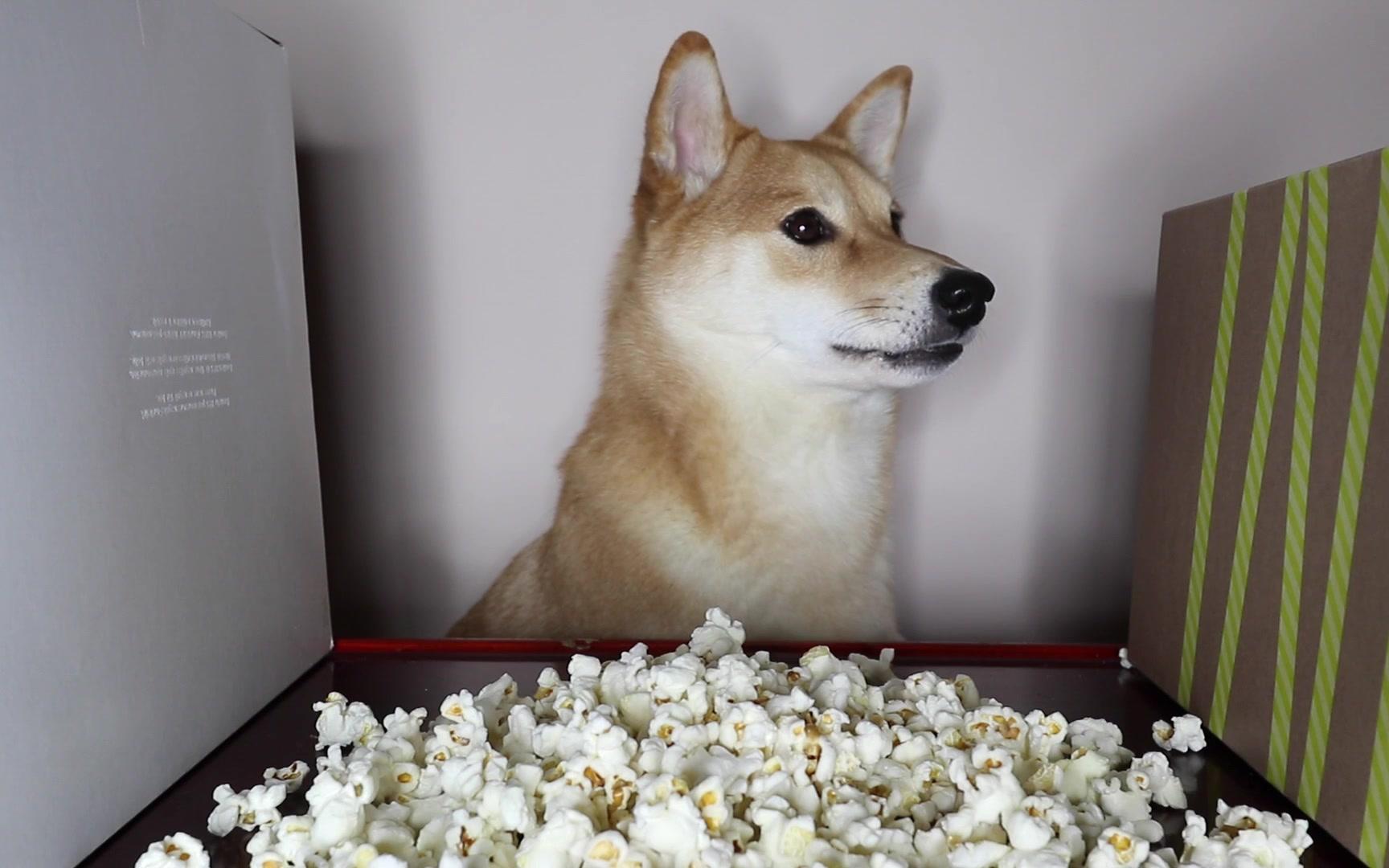 【haru the shiba inu】狗狗吃爆米花asmr