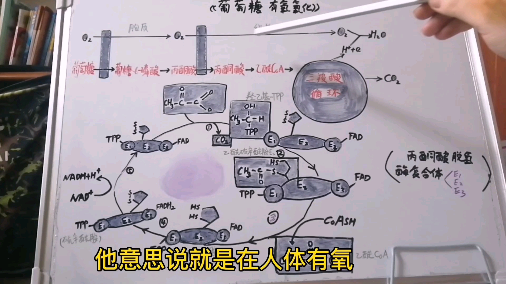 生化干货,糖的有氧氧化机制,三羧酸循环机制哔哩哔哩bilibili