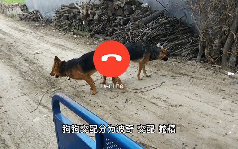 德牧和昆明犬在交配的时候它们2个站在一起来看是怎么回事