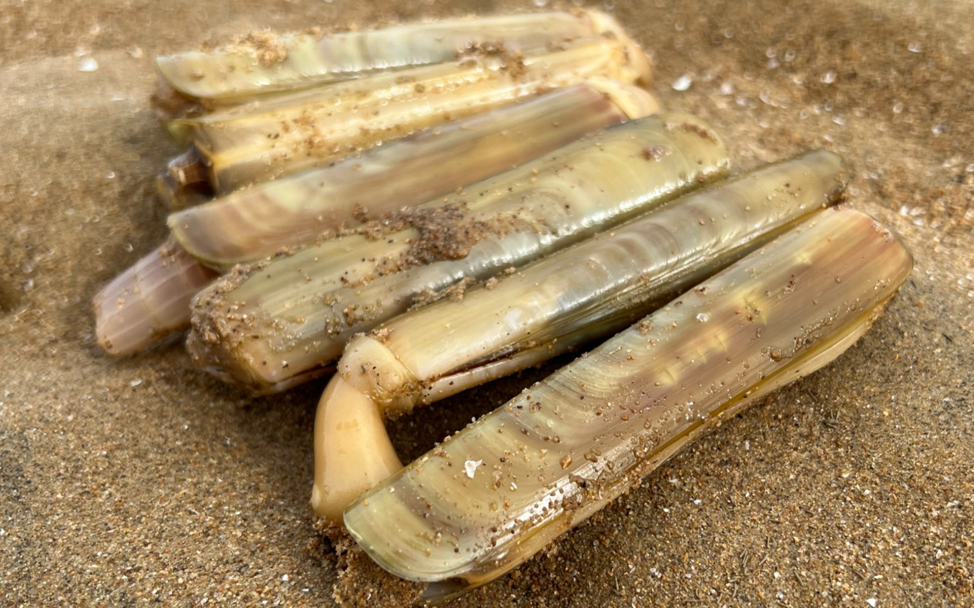 雷子赶海发现大蛏王的呼吸孔