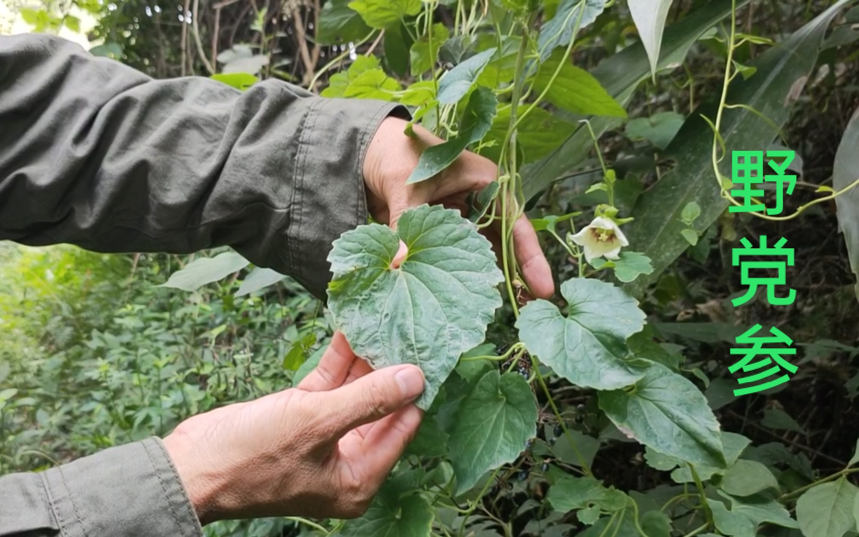 大叔在深山遇到一棵几十年的野党参,根茎有滋补作用,你们认识吗哔哩哔哩bilibili