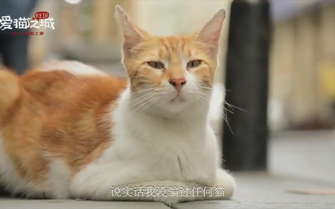 山新 皇贞季 图特哈蒙《爱猫之城》中文预告片_哔哩哔哩 (゜-゜)つロ