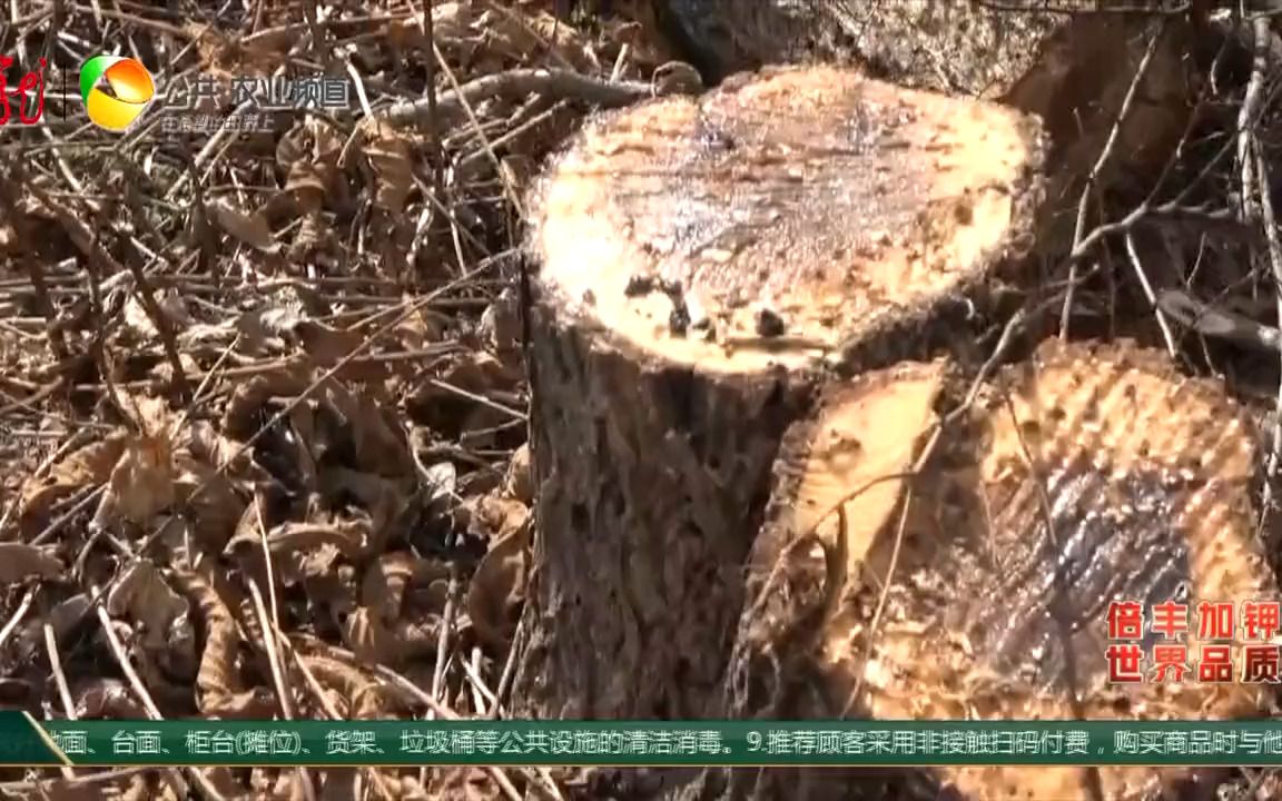 [图]【美丽乡村】为让树苗茁壮毁坏“竞争对手”