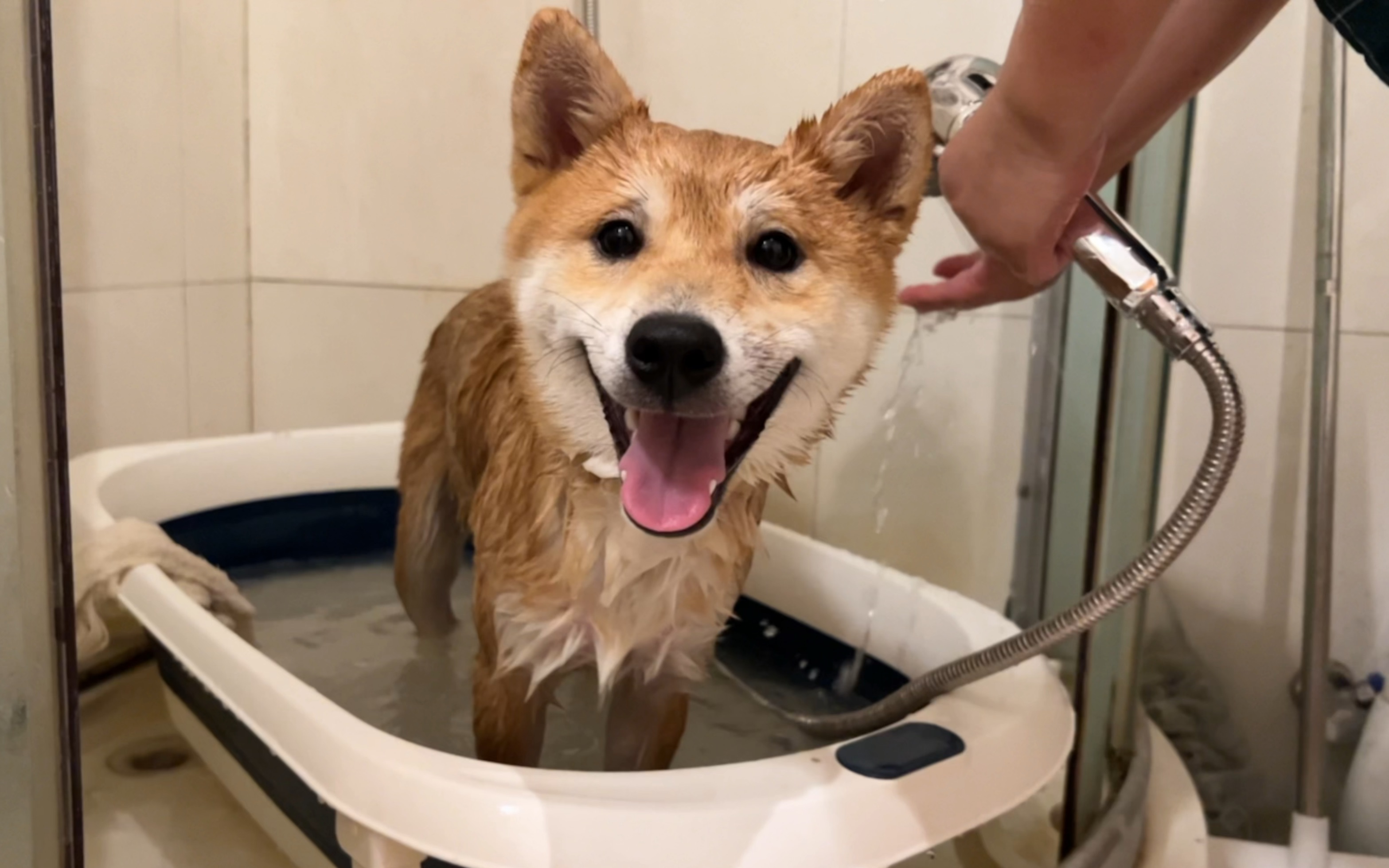 小柴狗生第一次洗澡,比想象中的乖多了_哔哩哔哩_bilibili