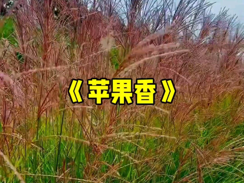 [图]最火《苹果香》原唱完整版