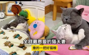 Download Video: 全网最恩爱的猫夫妻，真是撒的一把好猫粮