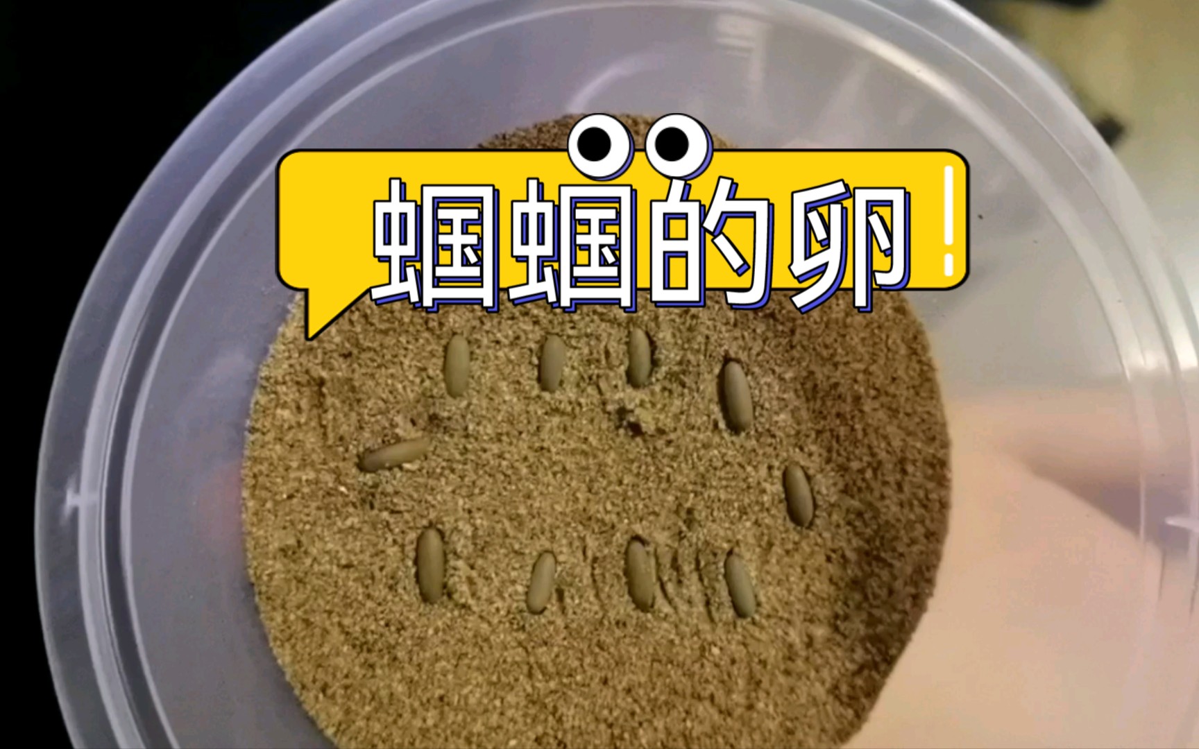 【孵化蝈蝈】这次孵点不一样的