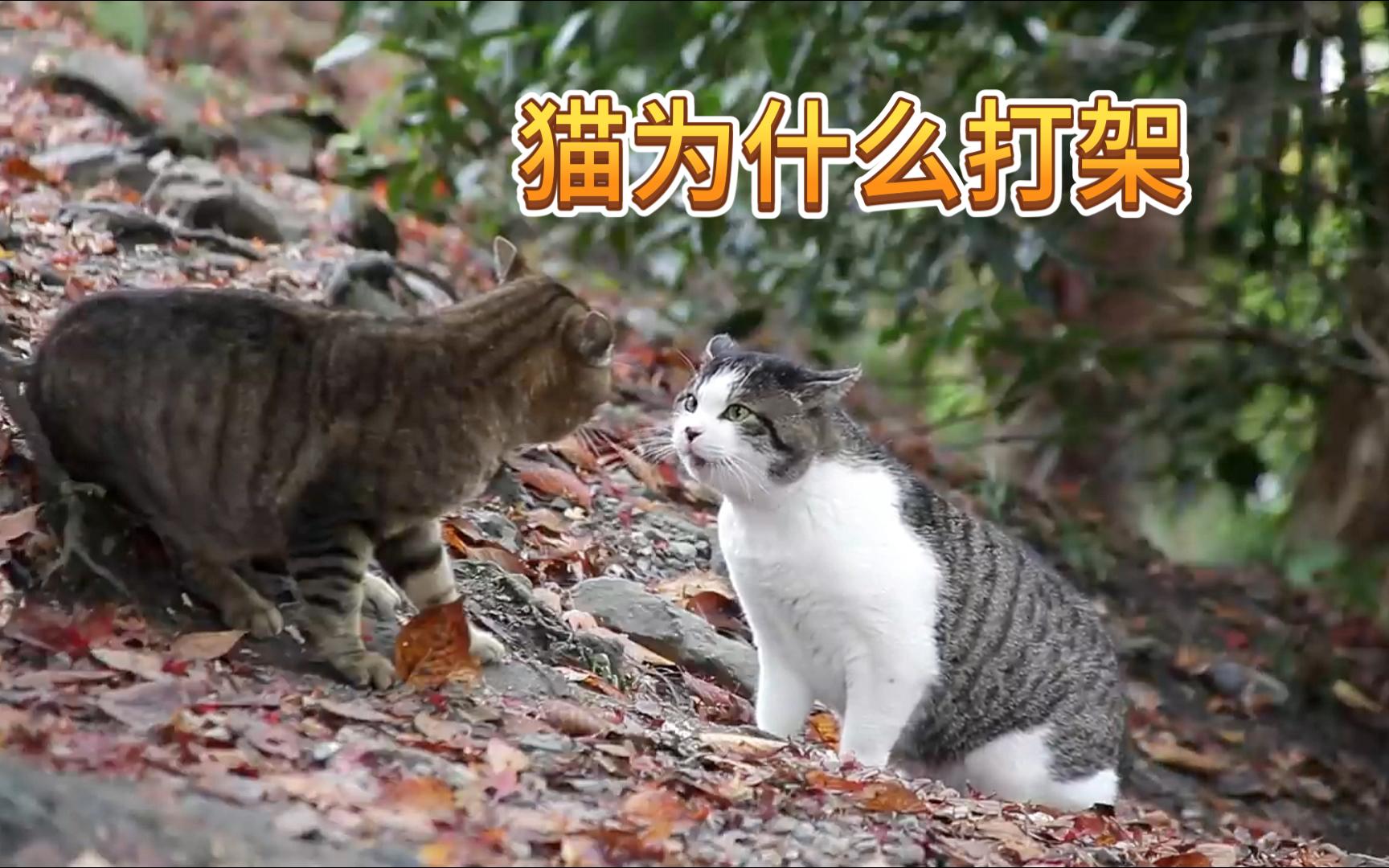 猫咪为什么会打架!?你还知道哪些打架原因?哔哩哔哩bilibili