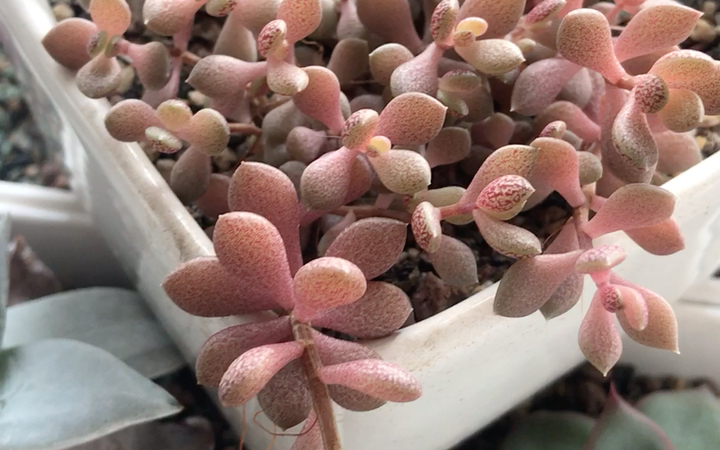 多肉植物 立田凤 sinocrassula densirosulata 原产地为云南东川至