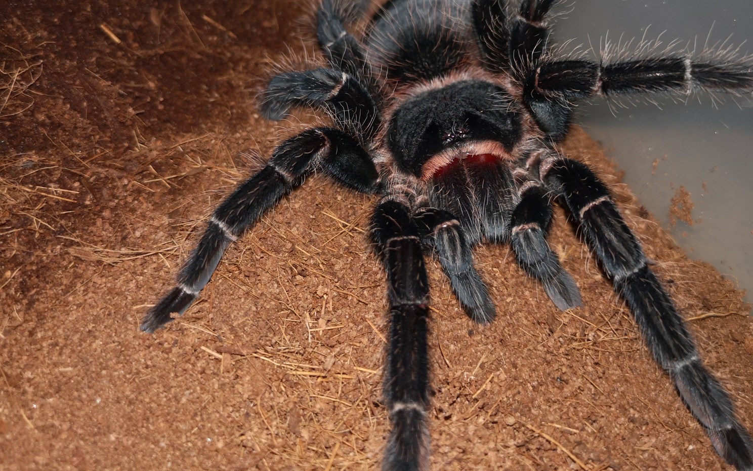 新蜕的31克巴西所罗门真的超大超好看