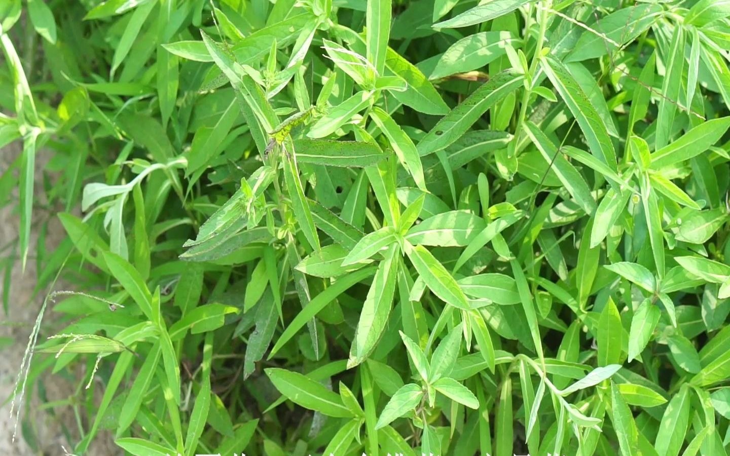 路边常见植物,花序跟菊花一样—旋覆花(菊科)哔哩哔哩bilibili