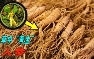 Descargar video: 为什么野人参能拍出300万天价，而人工种植的园参，却沦落按斤卖？