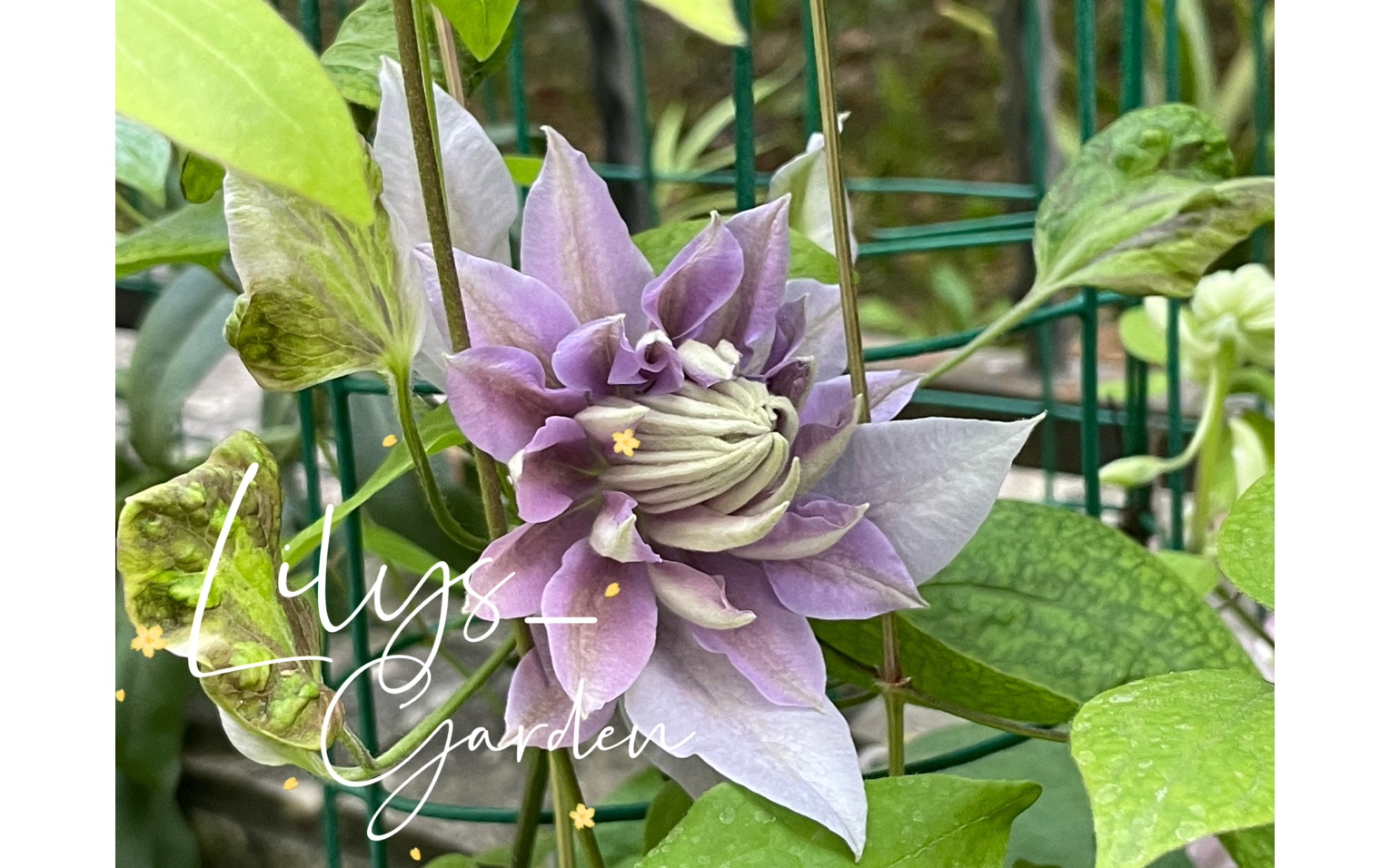 铁线莲·重瓣丹尼