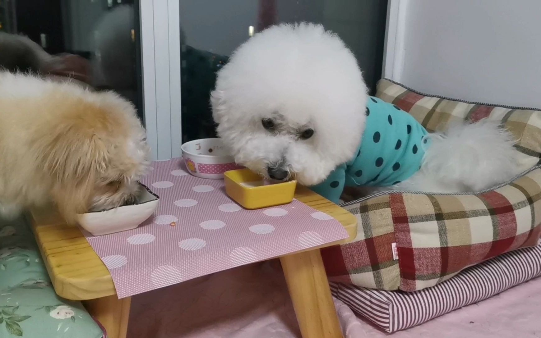 比熊芒果虚胖?不存在的,绝对实心的