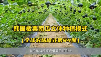 韩国农民把南瓜立体种植，产量翻了好几倍！