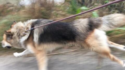 田园犬叮当 疯跑的叮当 人可没这么多体力跑 哔哩哔哩