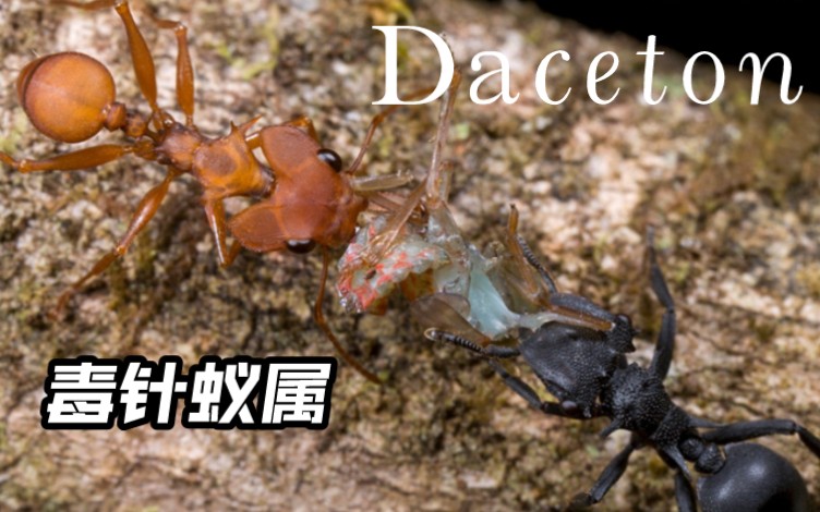 长相不像地球生物的蚂蚁——毒针蚁属Daceton(蚂蚁中的铠甲勇士)哔哩哔哩bilibili