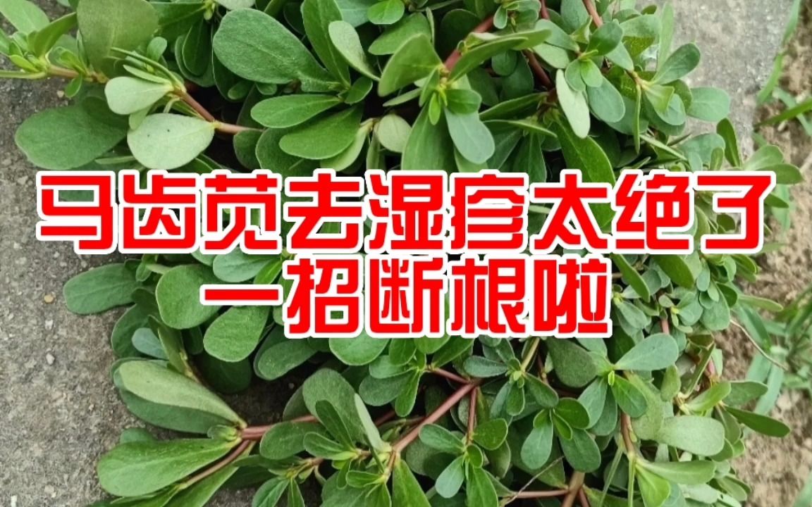 真的服了,馬齒莧去溼疹太絕了,10天輕鬆斷根啦!