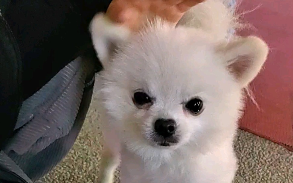 路遇三岁小不点博美